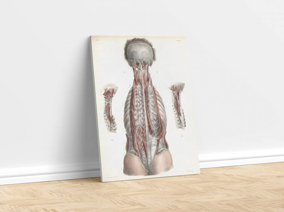 Anatomical 3