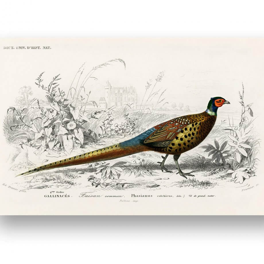 Ring Necked Pheasant illustration