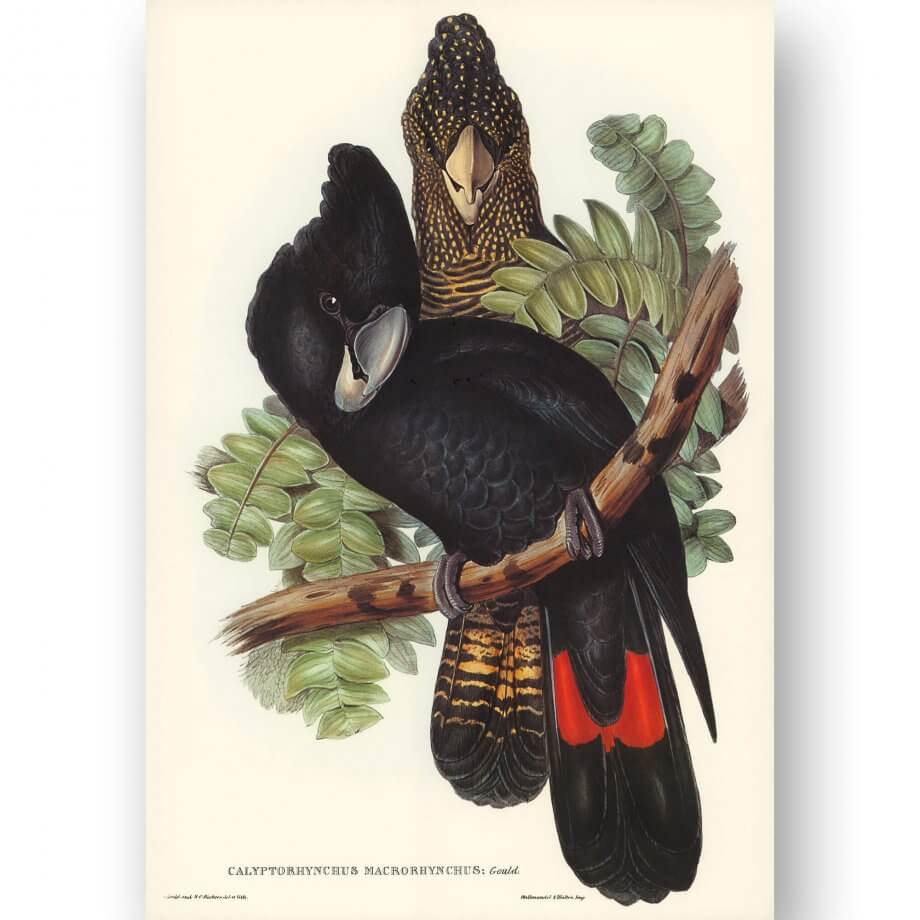 Great-billed Black Cockatoo poster