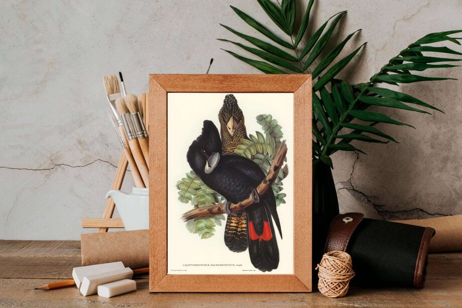 Great-billed Black Cockatoo poster 3