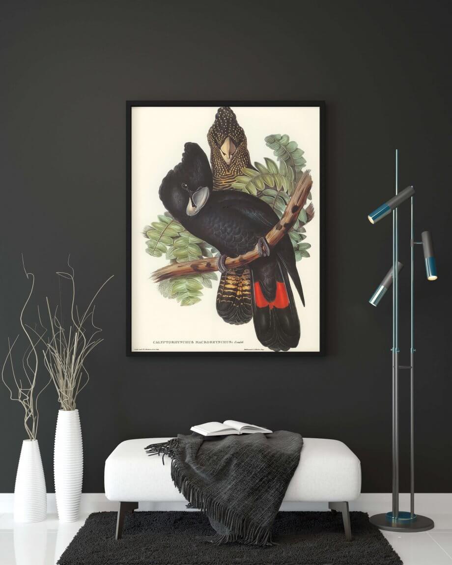 Great-billed Black Cockatoo poster 2