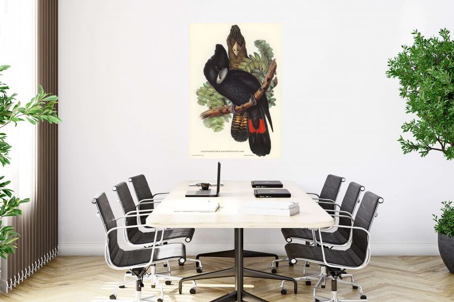Great-billed Black Cockatoo poster 4